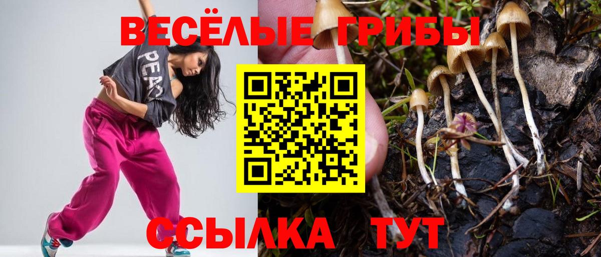 Псилоцибиновые грибы Psilocybe  Вход с VPN  Александров 